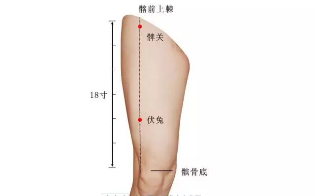 大腿一穴挺牛的，常常敲一敲，腰好；腿好；胃也好
