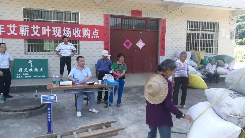 艾叶收购中，千年艾为你存好艾！